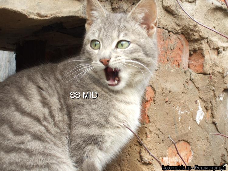 Котоматрица: SS MID