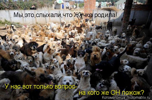 Котоматрица: Мы,это,слыхали,что Жучка родила! У нас вот только вопрос- на кого же ОН пожож?