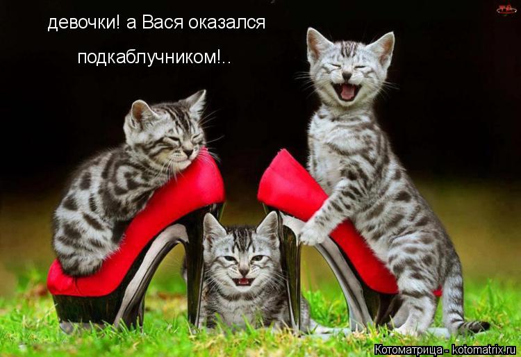 девочки! а Вася оказался подкаблучником!..... Котоматрица: девочки! а Вася оказался подкаблучником!..