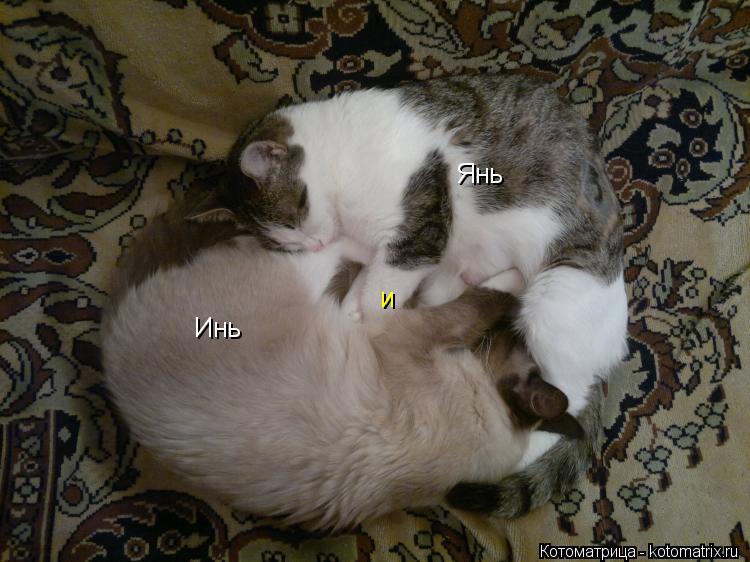 Котоматрица: Инь и Янь