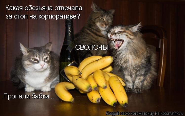 Какая обезьяна отвечала за стол на корпоративе? СВОЛОЧЬ! Пропали бабки ..... Котоматрица: Какая обезьяна отвечала за стол на корпоративе? СВОЛОЧЬ! Пропали бабки ..