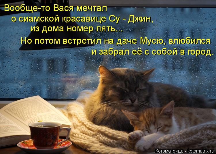 Котоматрица: Вообще-то Вася мечтал  о сиамской красавице Су - Джин,  из дома номер пять...  Но потом встретил на даче Мусю, влюбился и забрал её с собой в гор
