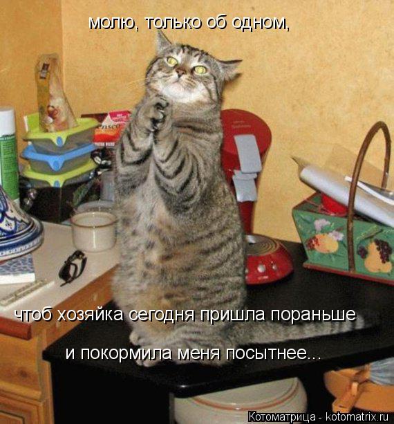 молю, только об одном, чтоб хозяйка сегодня пришла пораньше и покормила меня посытнее...... Котоматрица: молю, только об одном, чтоб хозяйка сегодня пришла пораньше и покормила меня посытнее...