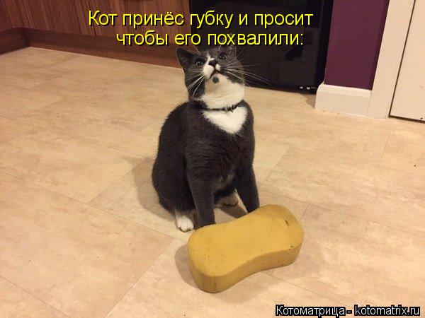 Котоматрица: Кот принёс губку и просит  чтобы его похвалили: