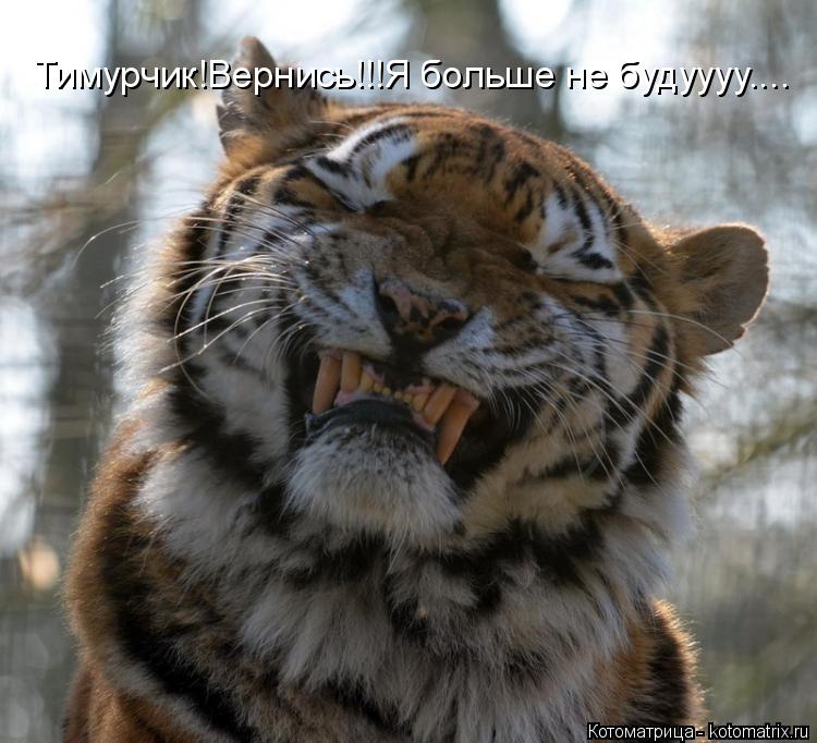 Котоматрица: Тимурчик!Вернись!!!Я больше не будуууу....