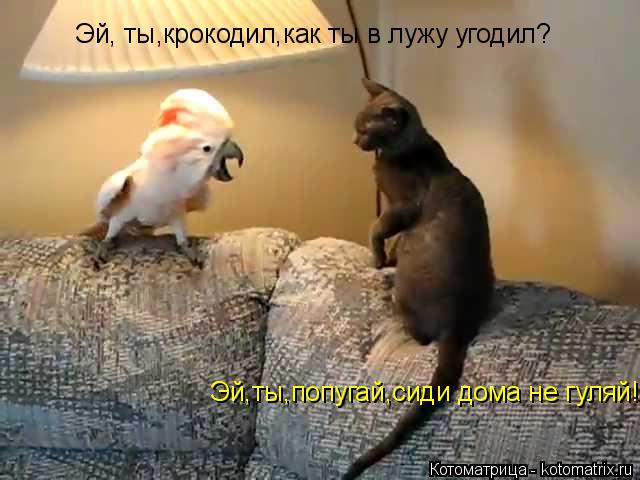 Котоматрица: Эй, ты,крокодил,как ты в лужу угодил? Эй,ты,попугай,сиди дома не гуляй!