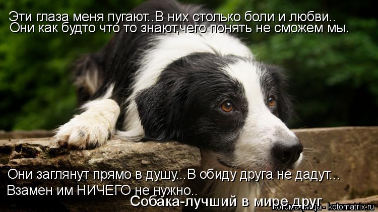 Котоматрица: Эти глаза меня пугают..В них столько боли и любви.. Они как будто что то знают,чего понять не сможем мы. Они заглянут прямо в душу...В обиду дру