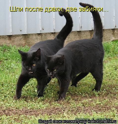 Котоматрица: Шли после драки, две забияки...