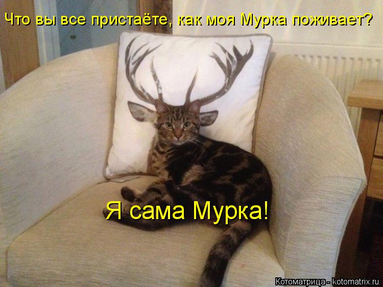 Что вы все пристаёте, как моя Мурка поживает? Я сама Мурка!... Котоматрица: Что вы все пристаёте, как моя Мурка поживает? Я сама Мурка!