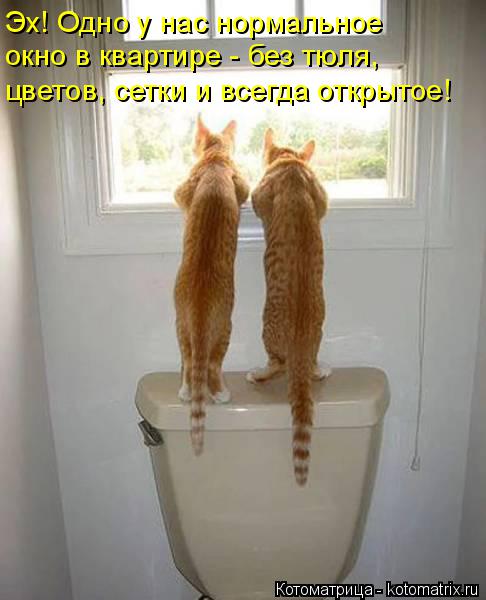 Эх! Одно у нас нормальное окно в квартире - без тюля, цветов, сетки и всегда открытое!... Котоматрица: Эх! Одно у нас нормальное окно в квартире - без тюля, цветов, сетки и всегда открытое!