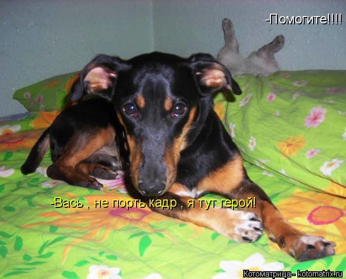 -Помогите!!!! -Вась , не порть кадр , я тут герой!... Котоматрица: -Помогите!!!! -Вась , не порть кадр , я тут герой!