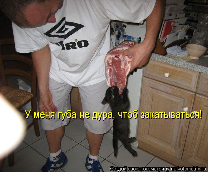 У меня губа не дура, чтоб закатываться!... Котоматрица: У меня губа не дура, чтоб закатываться!