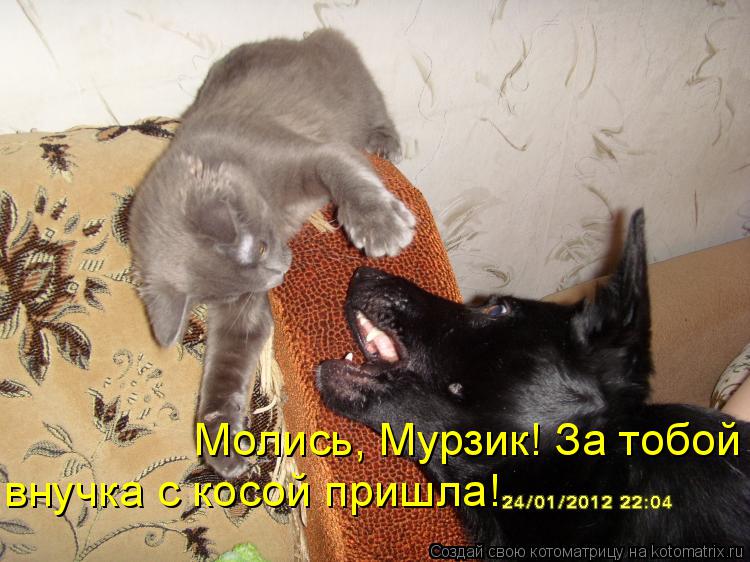 внучка с косой пришла! Молись, Мурзик! За тобой... Котоматрица: внучка с косой пришла! Молись, Мурзик! За тобой