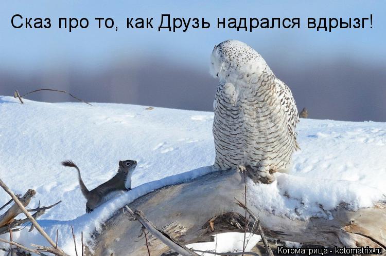 Сказ про то, как Друзь надрался вдрызг!... Котоматрица: Сказ про то, как Друзь надрался вдрызг!