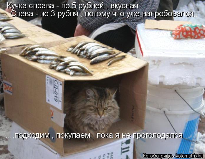 Котоматрица: Кучка справа - по 5 рублей , вкусная  Слева - по 3 рубля , потому что уже напробовался,, ....подходим , покупаем , пока я не проголодался