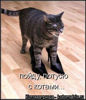 пойду, потусю с котами...... Котоматрица: пойду, потусю с котами...