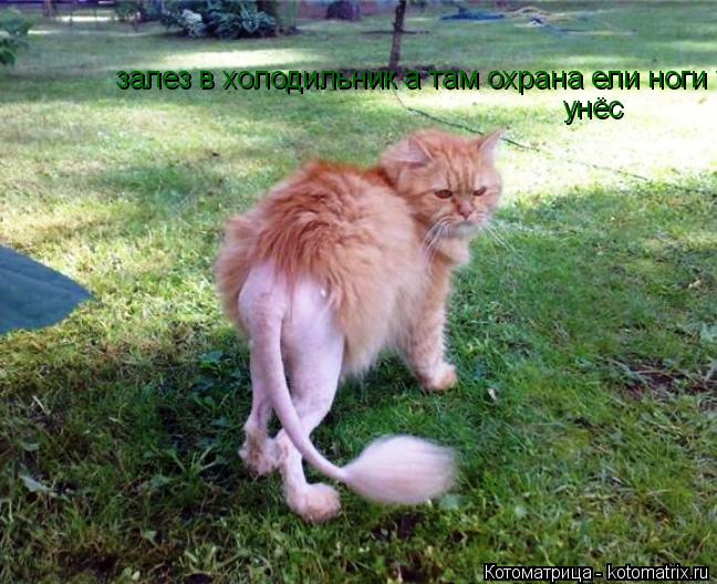 залез в холодильник а там охрана ели ноги унёс унёс... Котоматрица: залез в холодильник а там охрана ели ноги унёс унёс