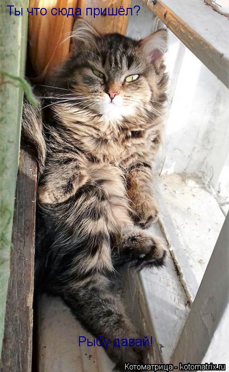 Котоматрица: Ты что сюда пришёл? Рыбу давай!
