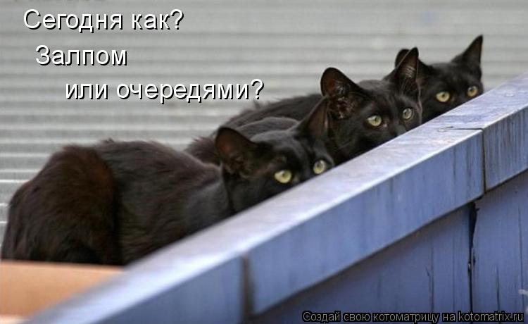 Сегодня как? Залпом или очередями?... Котоматрица: Сегодня как? Залпом или очередями?