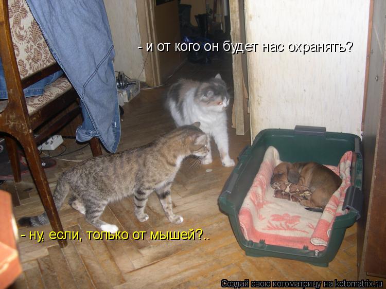 - и от кого он будет нас охранять? - ну, если, только от мышей?..... Котоматрица: - и от кого он будет нас охранять? - ну, если, только от мышей?..