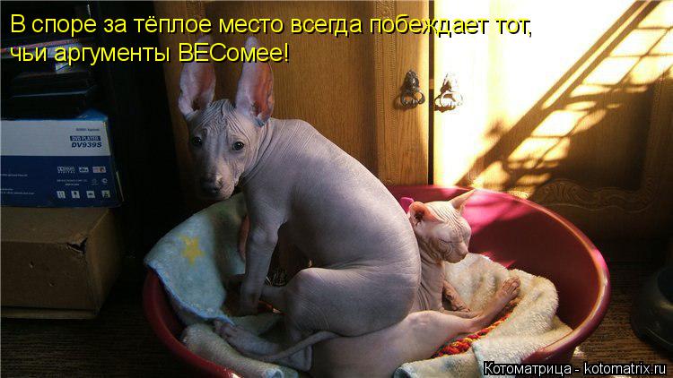 В споре за тёплое место всегда побеждает тот, чьи аргументы ВЕСомее!... Котоматрица: В споре за тёплое место всегда побеждает тот, чьи аргументы ВЕСомее!