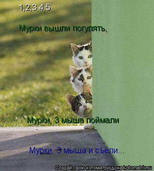 Котоматрица: 1,2,3,4,5 Мурки вышли погулять, Мурки, 3 мыша поймали Мурки, 3 мыша и съели...