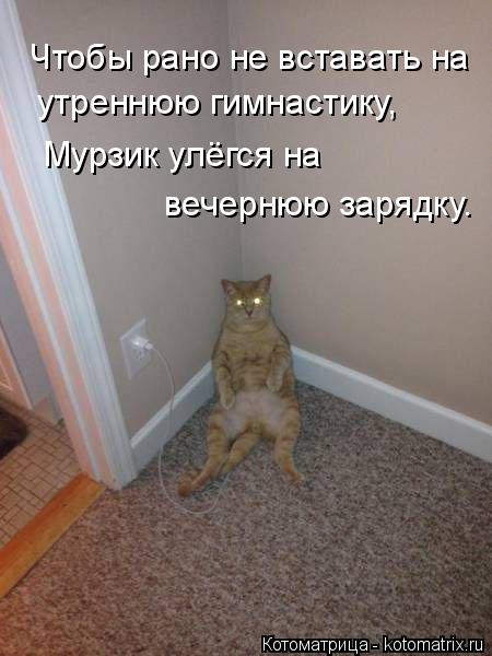 Чтобы рано не вставать на утреннюю гимнастику, Мурзик улёгся на вечернюю зарядку.... Котоматрица: Чтобы рано не вставать на утреннюю гимнастику, Мурзик улёгся на вечернюю зарядку.