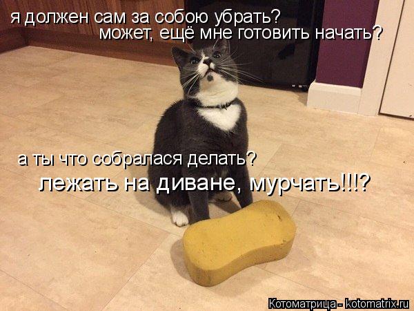 я должен сам за собою убрать? может, ещё мне готовить начать? а ты что собралася делать? лежать на ди... Котоматрица: я должен сам за собою убрать? может, ещё мне готовить начать? а ты что собралася делать? лежать на диване, мурчать!!!?