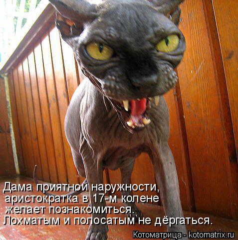Дама приятной наружности, аристократка в 17-м колене желает познакомиться. Лохматым и полосатым не д... Котоматрица: Дама приятной наружности, аристократка в 17-м колене желает познакомиться. Лохматым и полосатым не дёргаться.