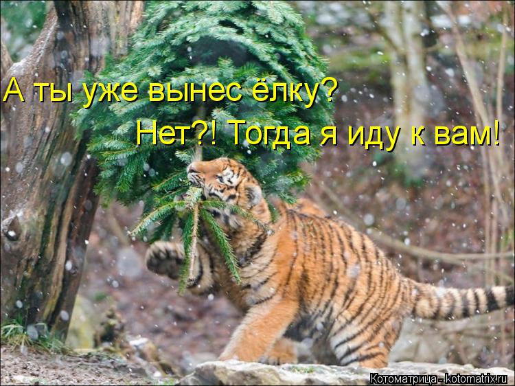 А ты уже вынес ёлку? Нет?! Тогда я иду к вам!... Котоматрица: А ты уже вынес ёлку? Нет?! Тогда я иду к вам!