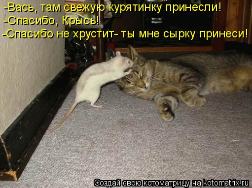 -Вась, там свежую курятинку принесли! -Спасибо, Крысь! -Спасибо не хрустит- ты мне сырку принеси!... Котоматрица: -Вась, там свежую курятинку принесли! -Спасибо, Крысь! -Спасибо не хрустит- ты мне сырку принеси!