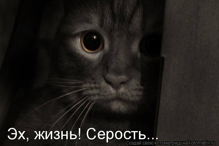 Котоматрица: Эх, жизнь! Серость...