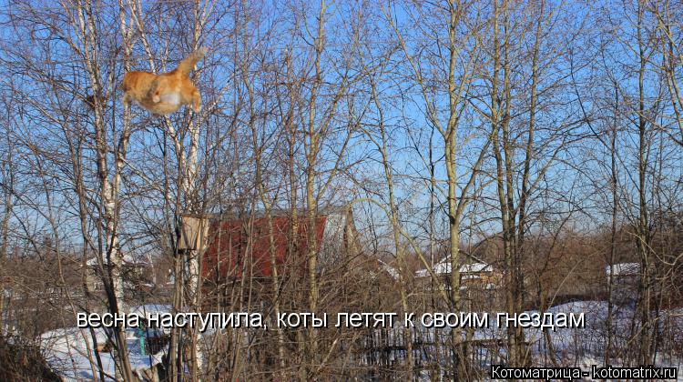 Котоматрица: весна наступила, коты летят к своим гнездам