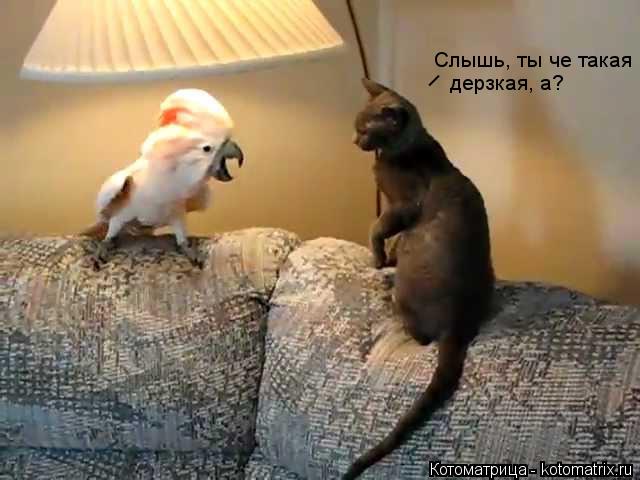 _ Слышь, ты че такая дерзкая, а?... Котоматрица: _ Слышь, ты че такая дерзкая, а?
