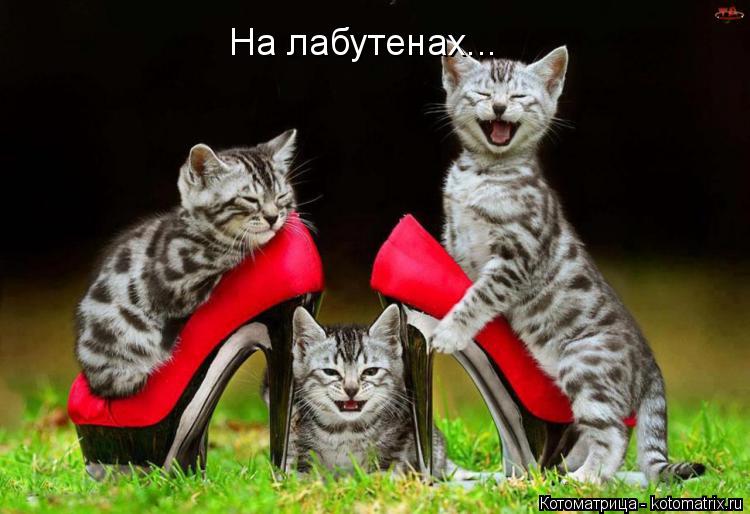 На лабутенах...... Котоматрица: На лабутенах...