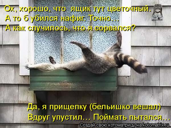 Ох, хорошо, что ящик тут цветочный. Да, я прищепку (бельишко вешал) Вдруг упустил… Поймать пытался…... Котоматрица: Ох, хорошо, что ящик тут цветочный. Да, я прищепку (бельишко вешал) Вдруг упустил… Поймать пытался… А то б убился нафиг. Точно… А как случил