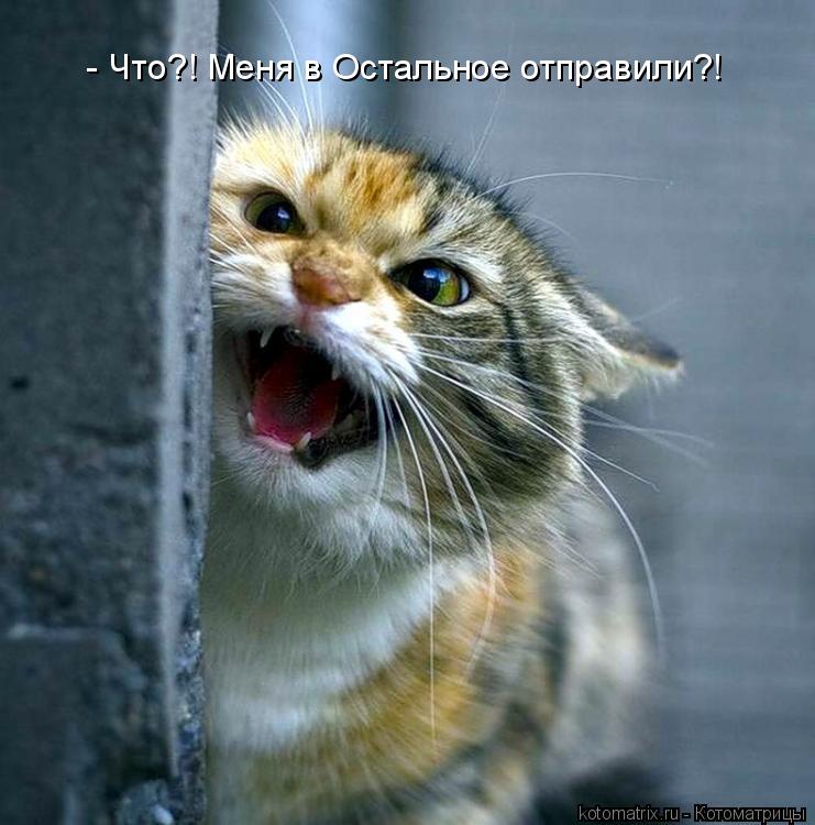 - Что?! Меня в Остальное отправили?!... Котоматрица: - Что?! Меня в Остальное отправили?!