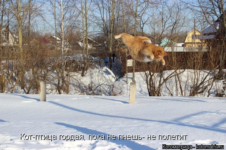 Котоматрица: Кот-птица гордая, пока не пнешь- не полетит