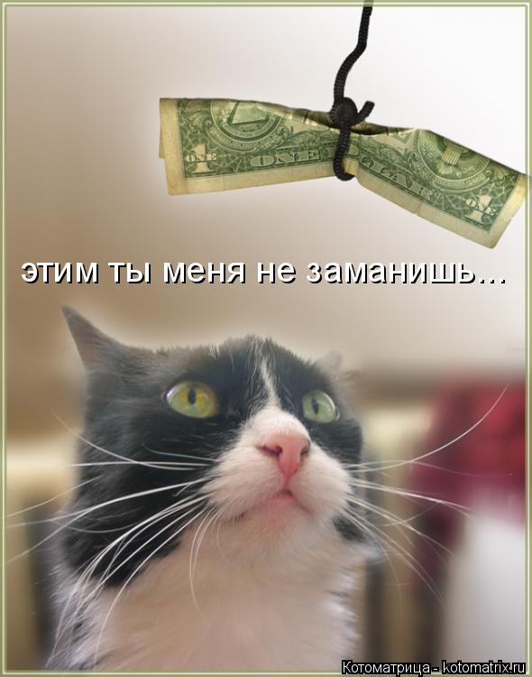 этим ты меня не заманишь...... Котоматрица: этим ты меня не заманишь...