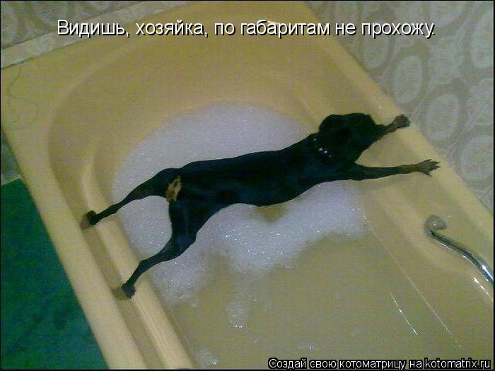 Видишь, хозяйка, по габаритам не прохожу.... Котоматрица: Видишь, хозяйка, по габаритам не прохожу.