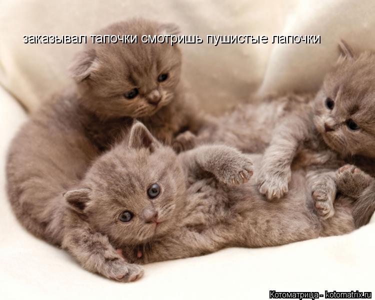 заказывал тапочки смотришь пушистые лапочки... Котоматрица: заказывал тапочки смотришь пушистые лапочки