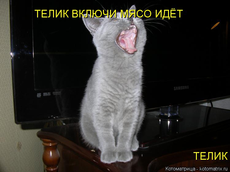 ТЕЛИК ВКЛЮЧИ МЯСО ИДЁТ ТЕЛИК ВКЛЮЧИ МЯСО ИДЁТ... Котоматрица: ТЕЛИК ВКЛЮЧИ МЯСО ИДЁТ ТЕЛИК ВКЛЮЧИ МЯСО ИДЁТ