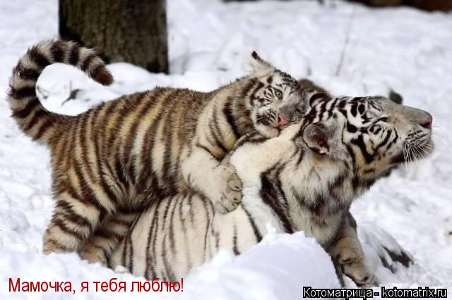 Мамочка, я тебя люблю!... Котоматрица: Мамочка, я тебя люблю!