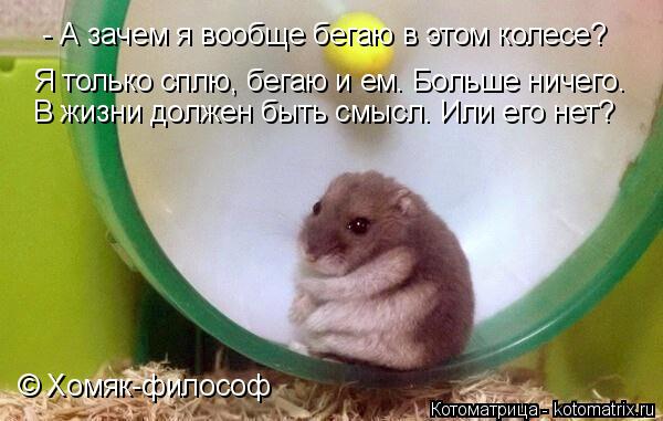- А зачем я вообще бегаю в этом колесе? Я только сплю, бегаю и ем. Больше ничего. В жизни должен быть... Котоматрица: - А зачем я вообще бегаю в этом колесе? Я только сплю, бегаю и ем. Больше ничего. В жизни должен быть смысл. Или его нет? © Хомяк-философ