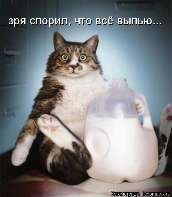 Котоматрица: зря спорил, что всё выпью...