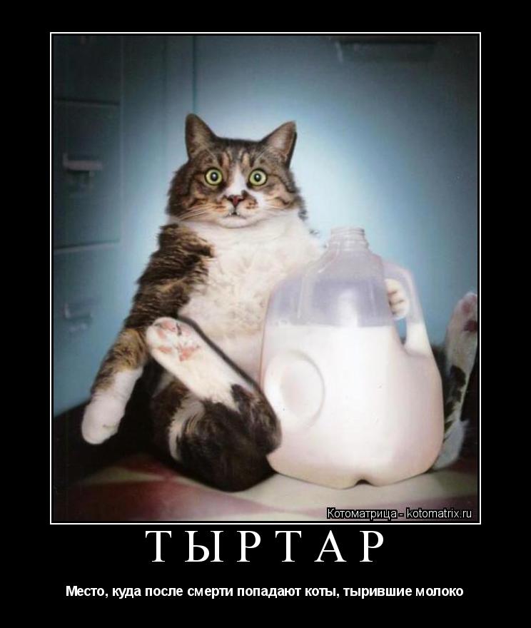 Котоматрица: ТЫРТАР Место, куда после смерти попадают коты, тырившие молоко