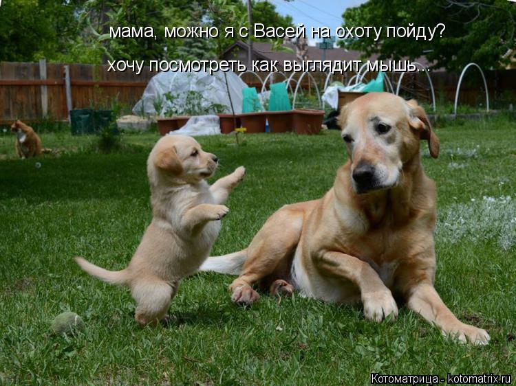 мама, можно я с Васей на охоту пойду? хочу посмотреть как выглядит мышь...... Котоматрица: мама, можно я с Васей на охоту пойду? хочу посмотреть как выглядит мышь...