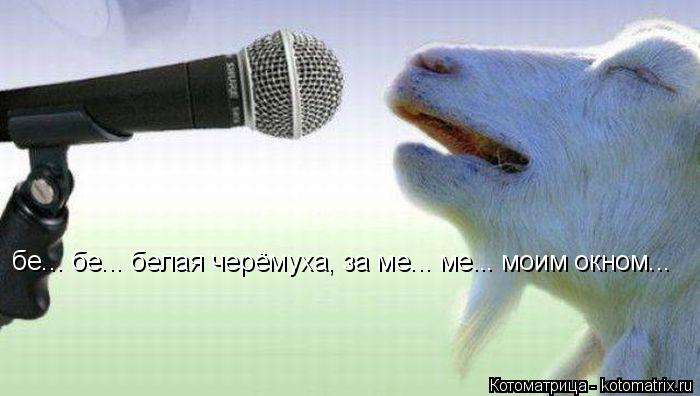бе... бе... белая черёмуха, за ме... ме... моим окном...... Котоматрица: бе... бе... белая черёмуха, за ме... ме... моим окном...