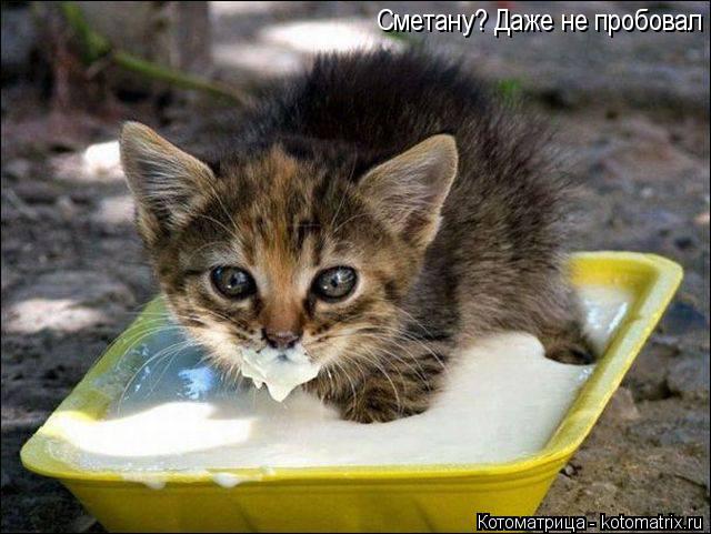 Котоматрица: Сметану? Даже не пробовал