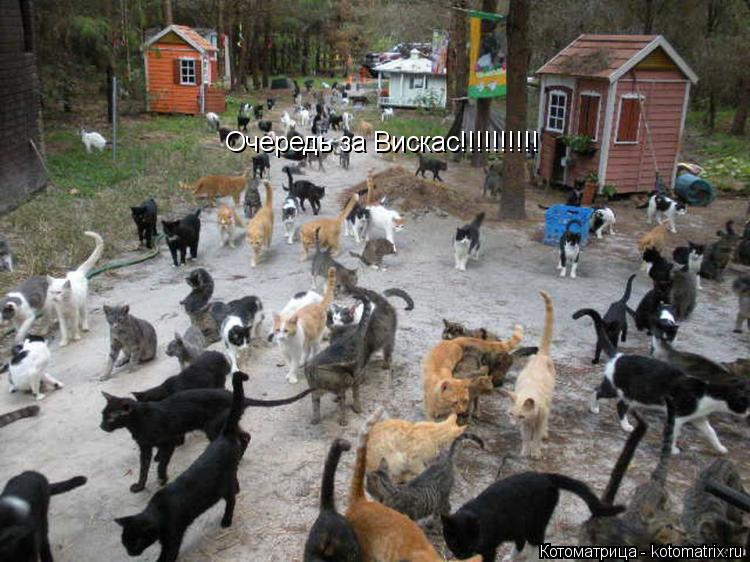 Очередь за Вискас!!!!!!!!!!... Котоматрица: Очередь за Вискас!!!!!!!!!!